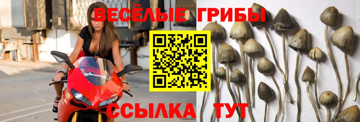 Галлюциногенные грибы GOLDEN TEACHER  Вход с VPN  Орехово-Зуево 